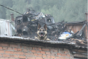 A dog remains faithful and sits on, an Architecture Photo by ZinetroN
