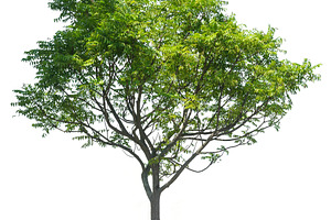 Tree isolated on white background featuring big, branch, and element