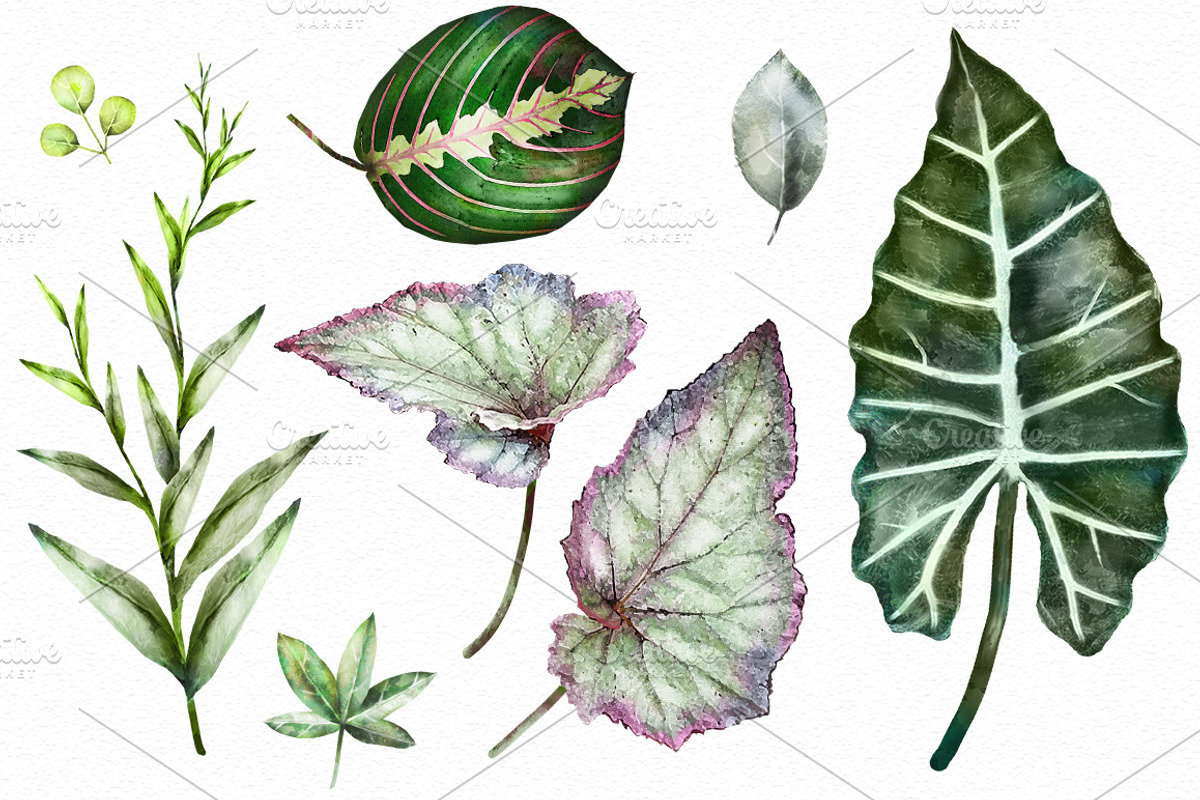 Tropical collection. Summer design., a Decorative Illustration by Lisima (Photo 7 of 19)