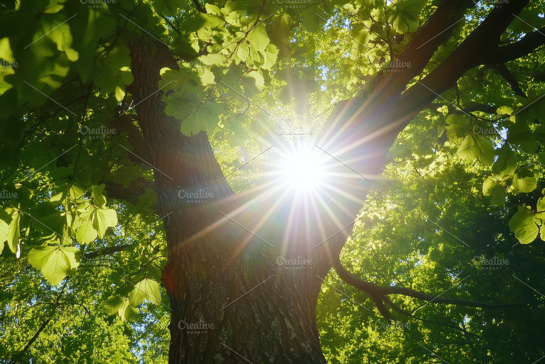 Sunlight filtering through a forest, a Photo by Iftikhar Alam