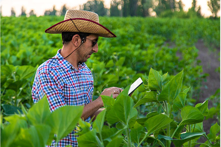 Field sunflowers farmer in the field, a Nature Photo by yanadjana
