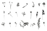 HERBARIA. Pressed Wildflower Scans, an Object Graphic by Schumacher Shop (Thumbnail 19 of 21)