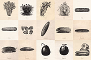 Vintage Fruit Vegetables & Flowers, an Object Graphic by Eclectic Anthology (Thumbnail 3 of 11)