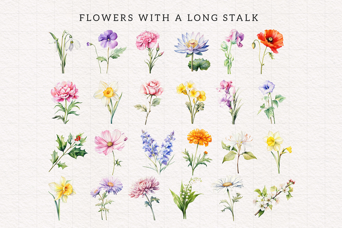 Birth Month Flower Clipart Bundle, an Illustration by PaintPixelCo (Photo 7 of 14)