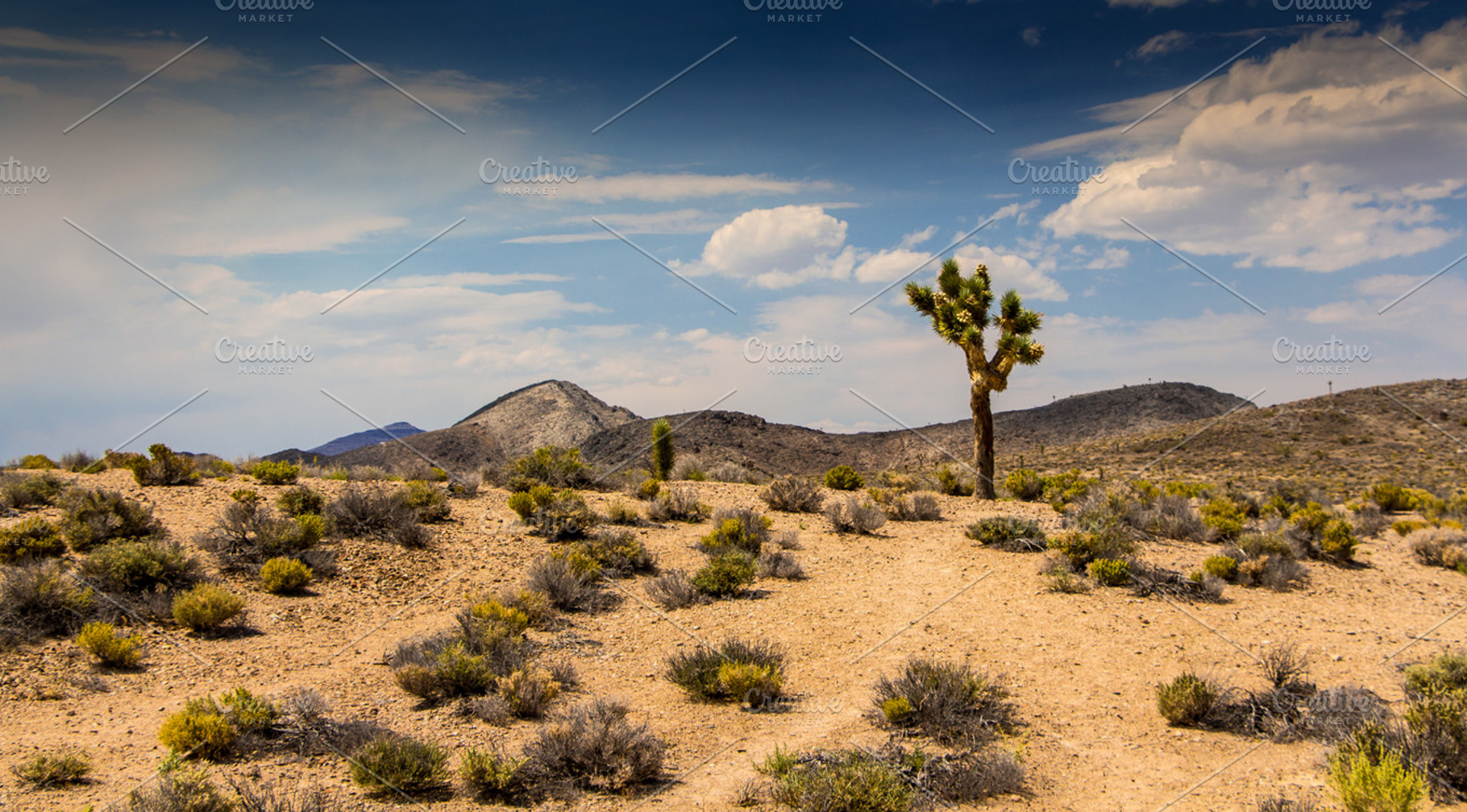 High desert with cactus, a Nature Photo by Travel_photos