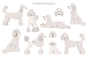 Standard Poodle Clipart