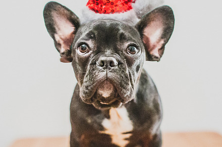 French bulldog stock photo