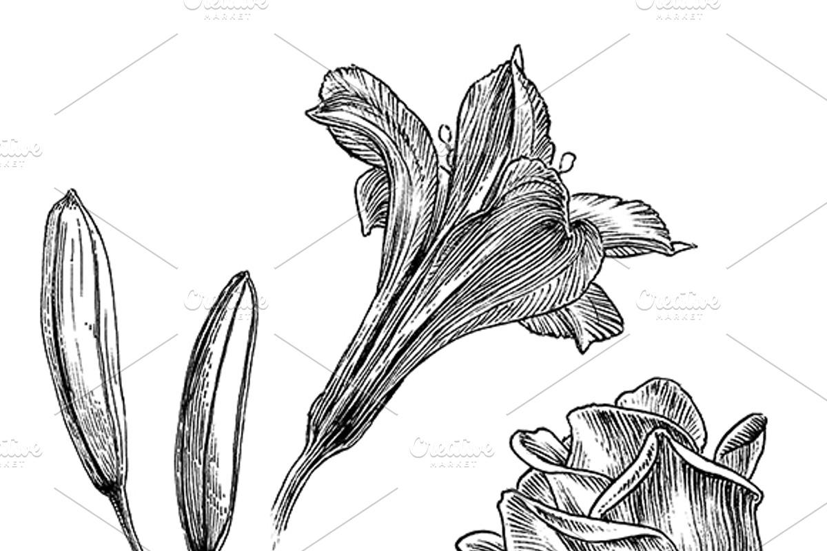 Ink flower set, a Decorative Illustration by RasterBird (Photo 8 of 10)