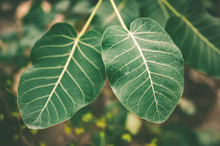 Beautiful structured tropical leaves stock photo containing abstract and, a Nature Photo by WildStrawberry Magic