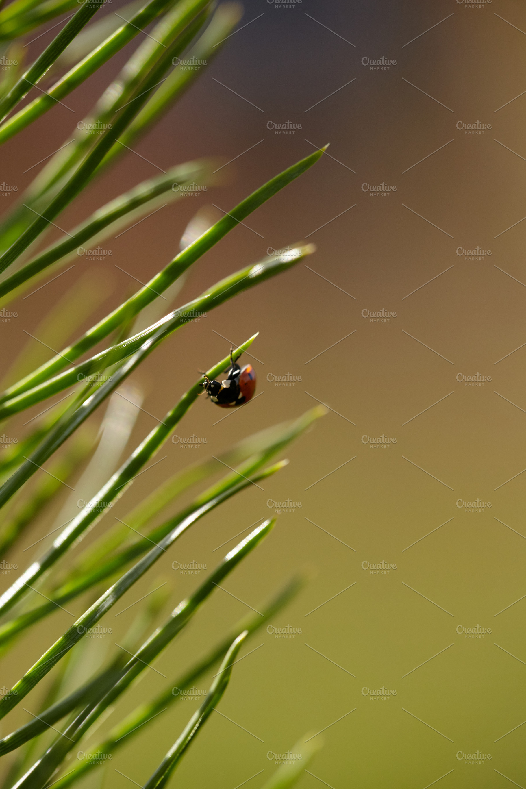 Ladybug on Pine Needles: A Forest Encounter., a Nature Photo by Rohan Photography