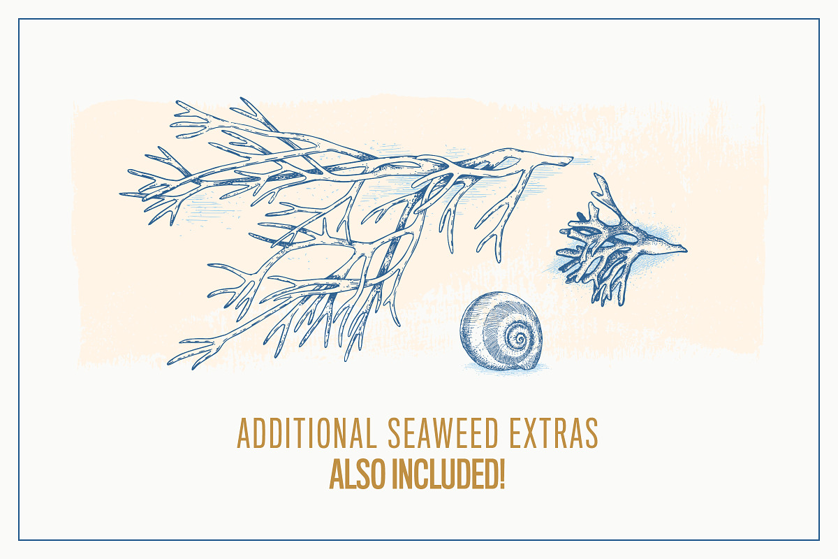 Vector Seashells Set + Bonus, a Food Illustration by Well Rock Designs (Photo 4 of 8)