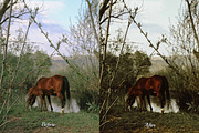 30 Countryside Lightroom Bundle, a Preset Add-On by 3Motional (Thumbnail 9 of 11)