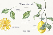 Lemons Botanical Illustrations, a Food Illustration by Tilling (Thumbnail 3 of 7)