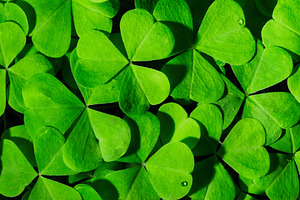 Green clover leaves illuminated by bright sunlight. Fresh shamrock foliage back