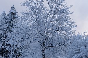 Winter morning in the forest and mountains