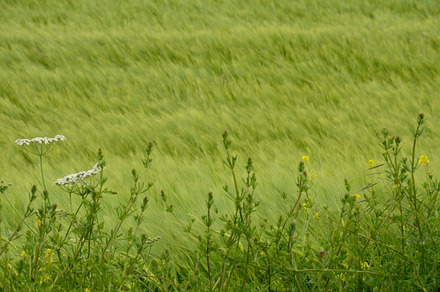 Spring Daffodils In The Meadow preview 5