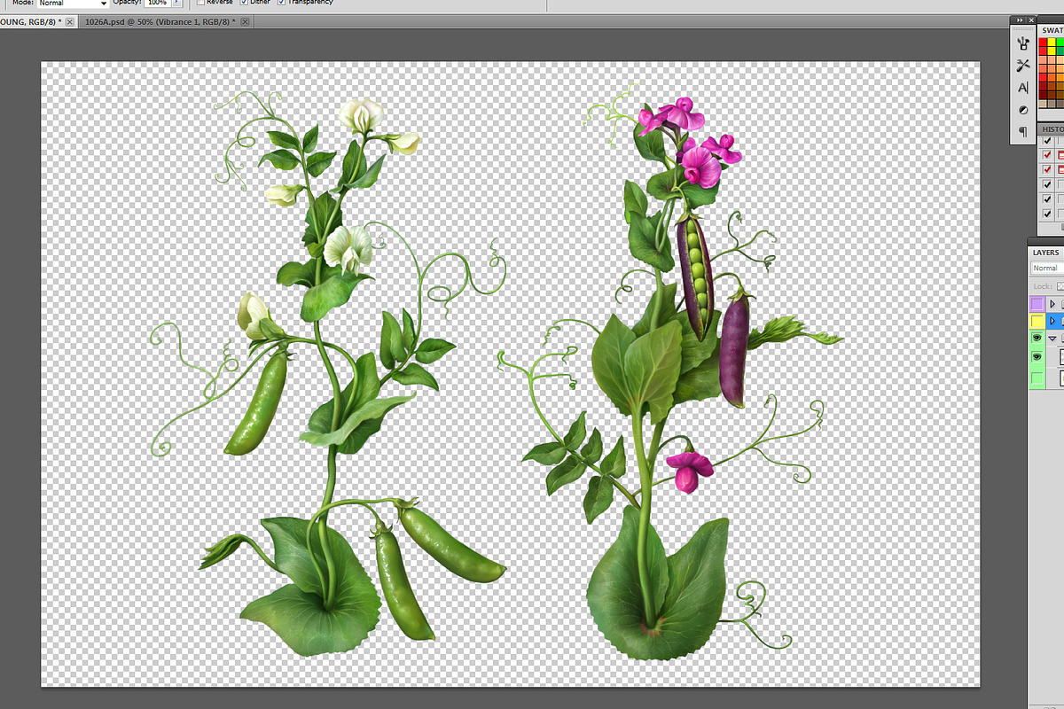 Pea Plant. Botanic Illustrations set, an Education Illustration by Eldar Zakirov's (Photo 6 of 6)