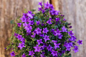 Dalmatian bellflower featuring adria bellflower, campanula portenschlagiana