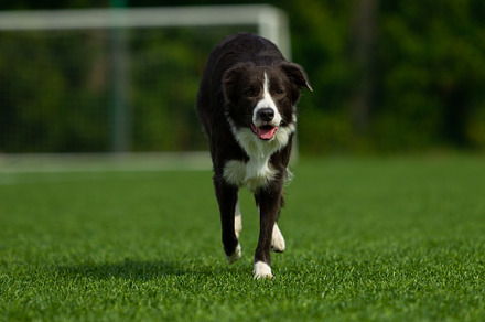 Border collie breed dog for a walk o stock photo containing dog and run, an Animal Photo by oleghz