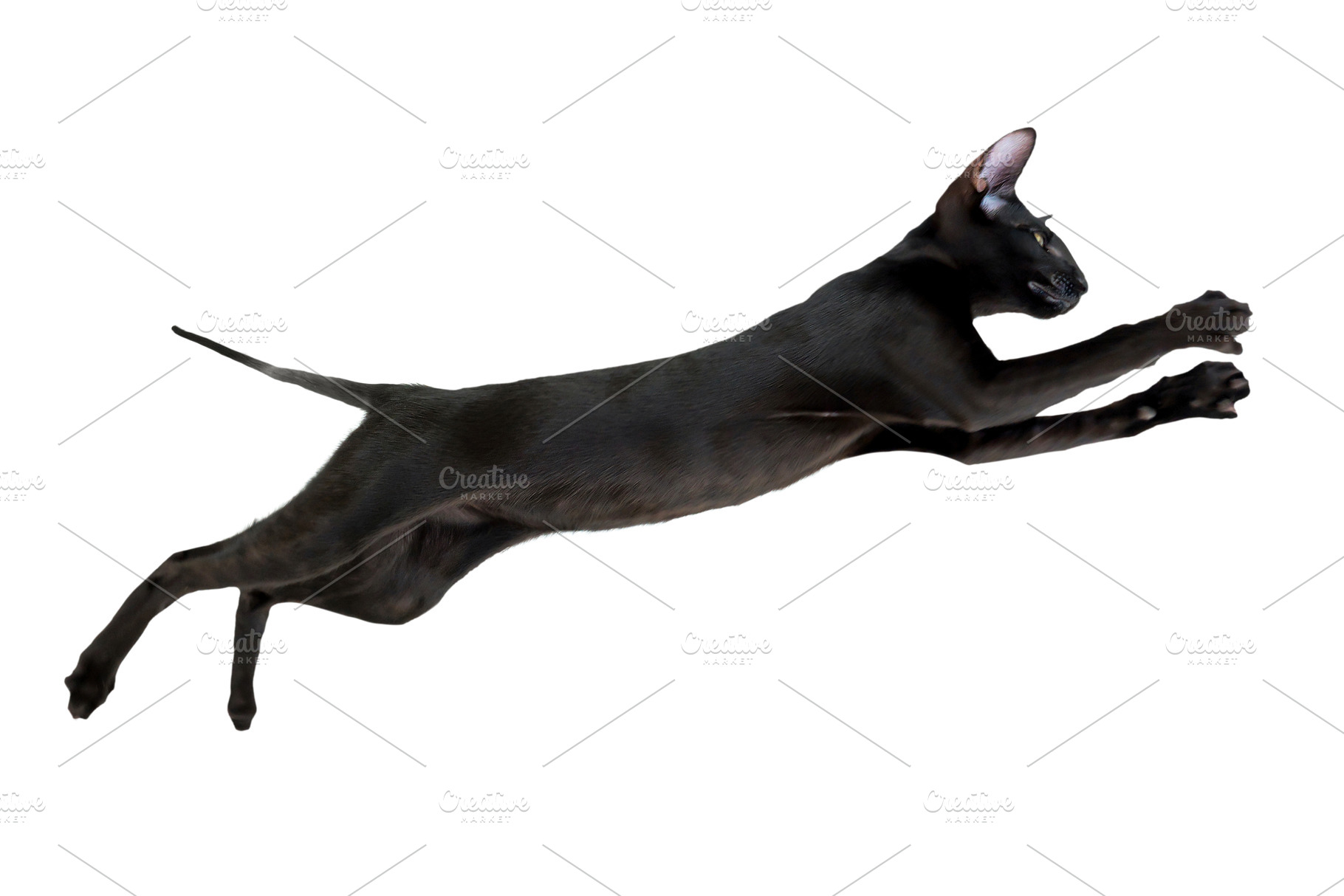 Jumping black cat, an Animal Photo by Vapi