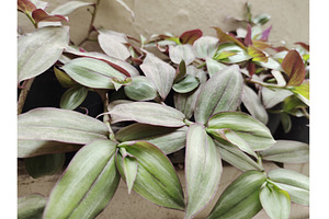 Inch plant wandering jew closeup, a Background Photo by LogosDen