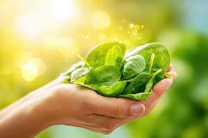 Fresh spinach leaves in hand, a Food & Drink Photo by AlyaAnd
