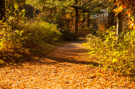 Autumn Woodland Path in Sunlight
