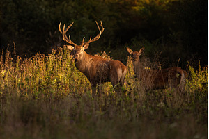 Red deer stag and hind standing on a