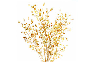 Bouquet of dried wildflowers, a Nature Photo by Ylivdesign
