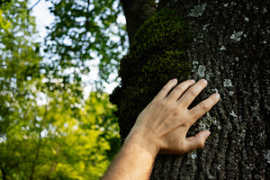 Hand touching moss-covered tree trunk in a bright green forest landscape, a Person Photo by AS photostudio