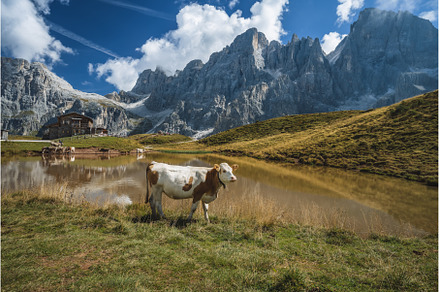 A cow close to lake at Baita, a Nature Photo by Igor Tichonow