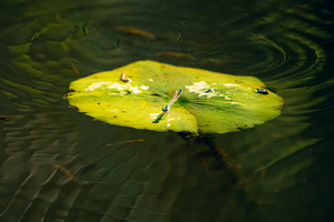Blue-tailed Damselfly