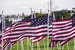 American flags wave in a field durin, a Holiday Photo by 1miromiro