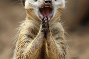 236 surprised animals, an Animal Photo by Handmadefont (Thumbnail 194 of 241)
