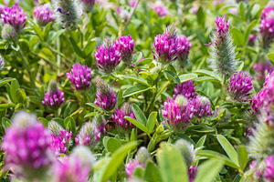 Trifolium albopurpureum, a Nature Photo by Imaginarium