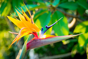 Bird Of Paradise Flower, a Nature Photo by THP Creative