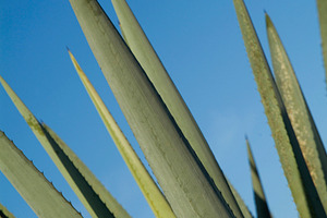 Tequila agave spines closeup