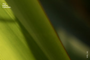 Natural textures - Green edition v02, a Texture Graphic by Haehae photography (Thumbnail 7 of 7)