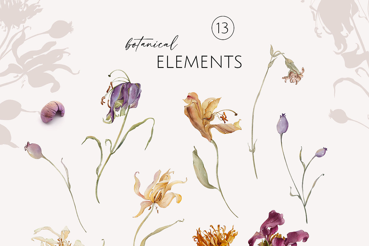 Garden Aesthetic dry flowers, a Decorative Illustration by Yuliia Lashevska (Photo 12 of 14)