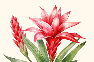 Floral Exotic Clipart Guzmania