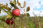 Fall Apple Picking - 10 Stock Photos, a Nature Photo by RIK Photography (Thumbnail 4 of 8)