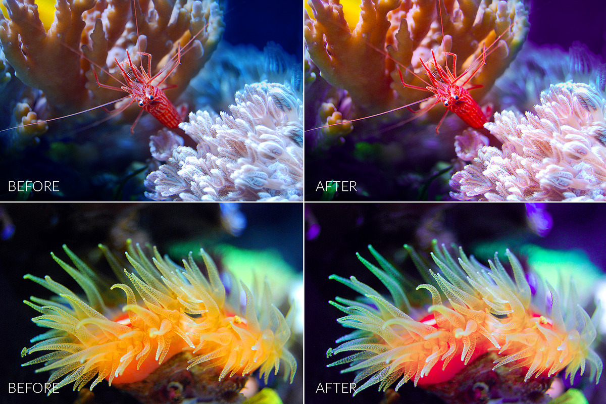 Barrier Reef Lr Presets, an Action Add-On by PandoraDreams (Photo 3 of 7)