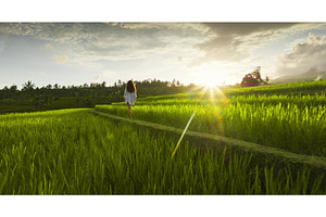 Woman walking rice terraces at, a Nature Photo by Goinyk