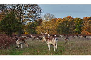 Fallow deer grazing in nature during, an Animal Photo by Goinyk