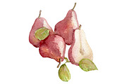 Watercolor 24 fruits set, a Food Illustration by My watercolor shop (Thumbnail 9 of 16)