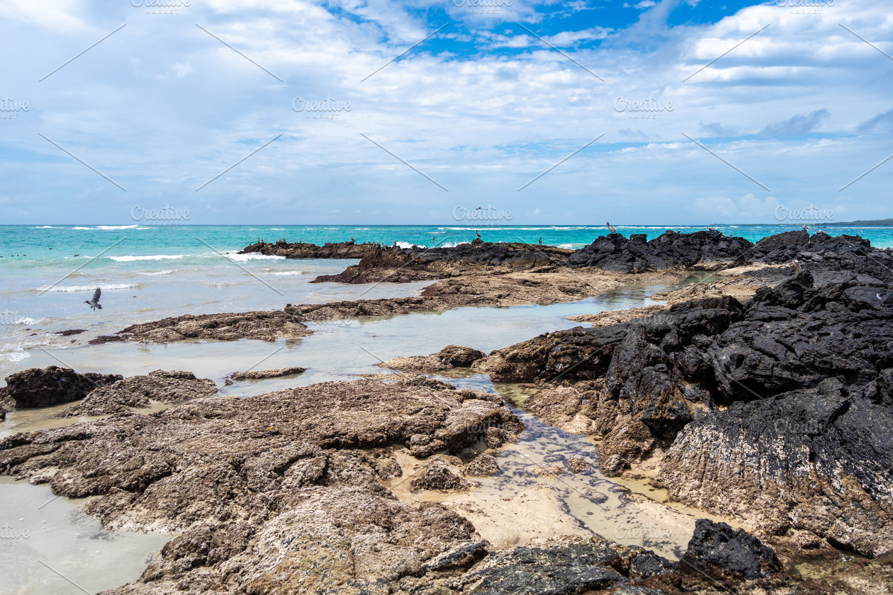 Coastal view with pelicans and rocky beach on Isabela Island, Ga, an Animal Photo by GoodGoods