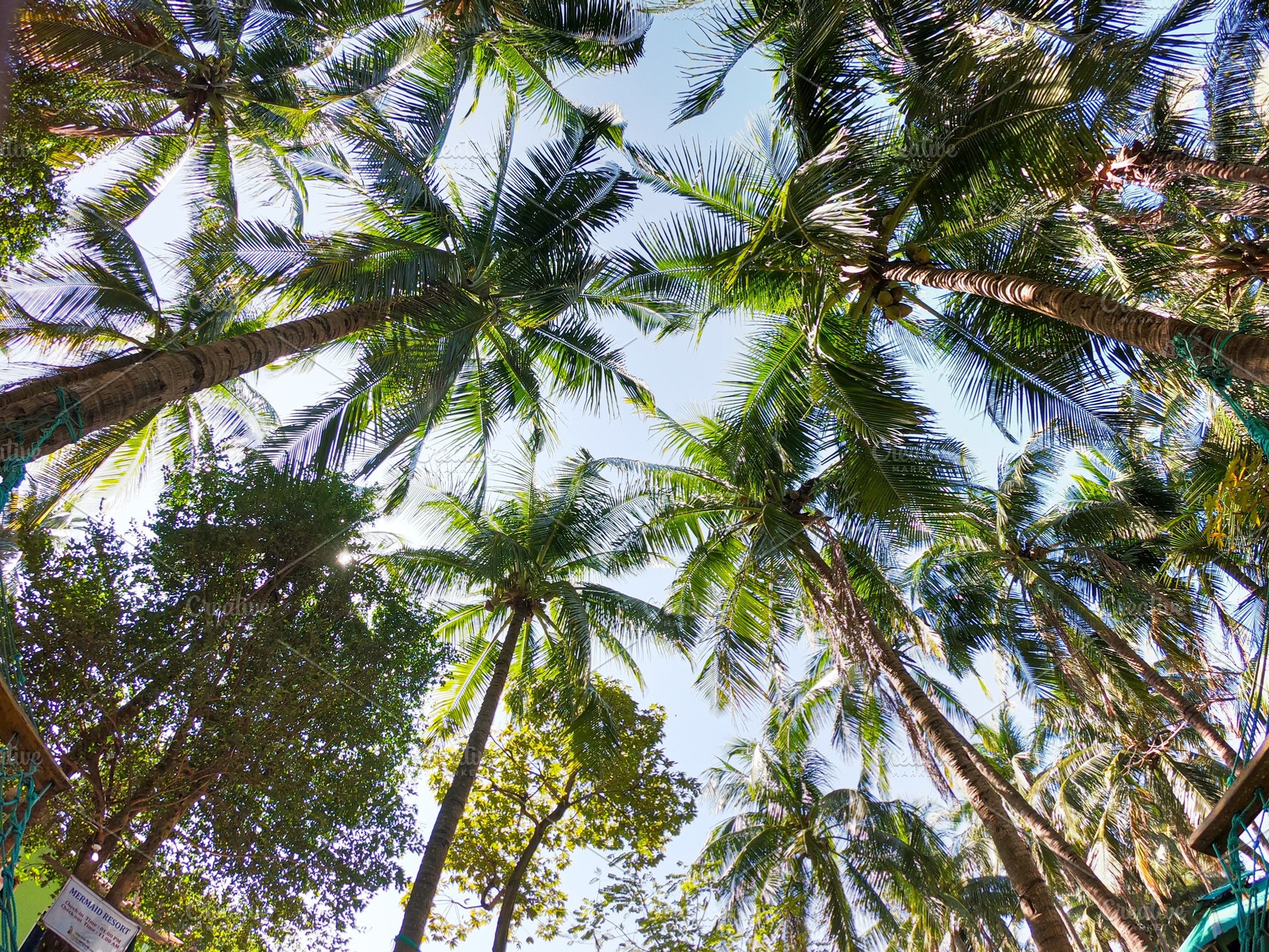 Coconut trees stock photo, a Nature Photo by ideaz_sabbir