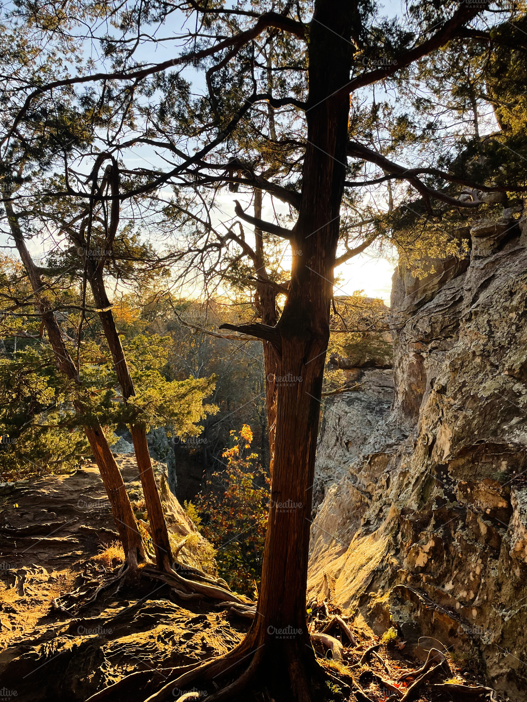 Sunlit trees cling to rugged cliffs at Garden of the Gods, Colorado Springs, of, a Nature Photo by AS photostudio