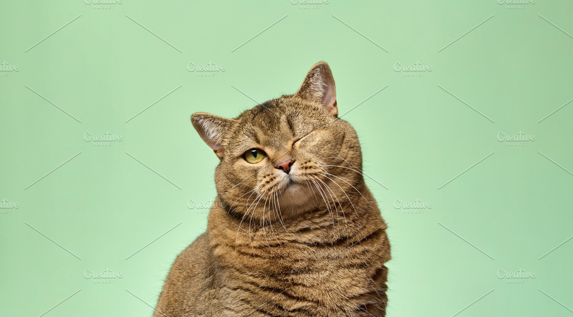 Shorthair gray cat with winking eye looking straight at camera o, an Animal Photo by ndanko