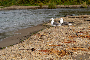 Seagulls by shoreline on rocky beach, an Animal Photo by Elena Vagengeim